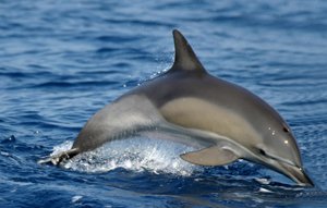 Short-Finned Pilot Whale :: Walvissen Soorten op Gran Canaria