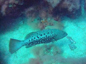 Klik om meer foto's te zien