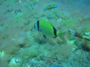 Open Water Niveau 1 Gran Canaria Boat Trips 2025